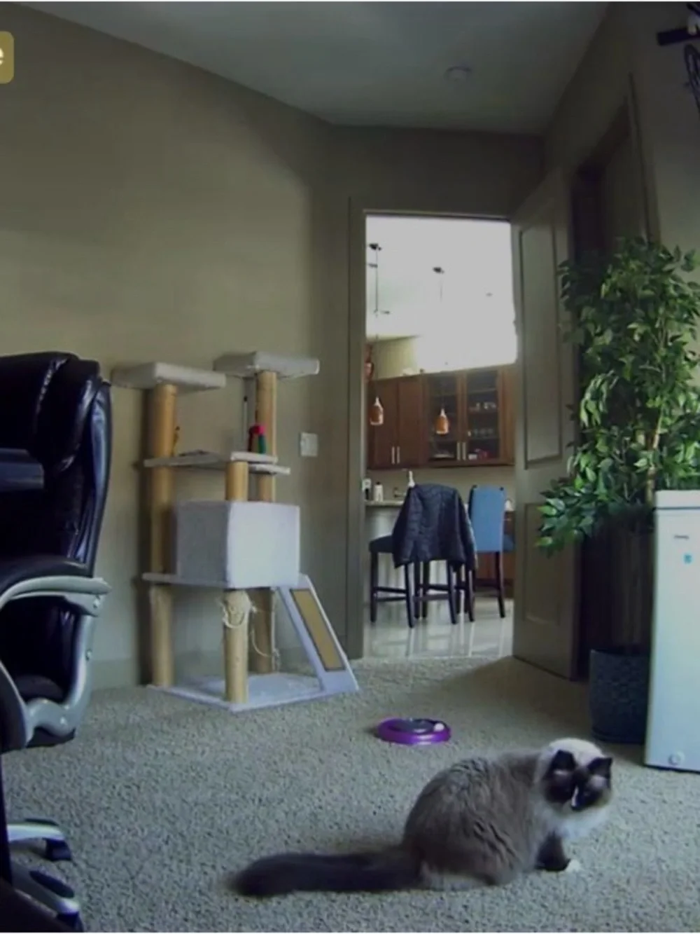 Petcube please read